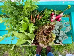 Tired of the trash and heat this summer? Philly’s community gardeners are cultivating fresh alternative spaces
