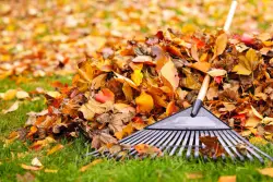DC leaf collection for the fall season begins after Halloween